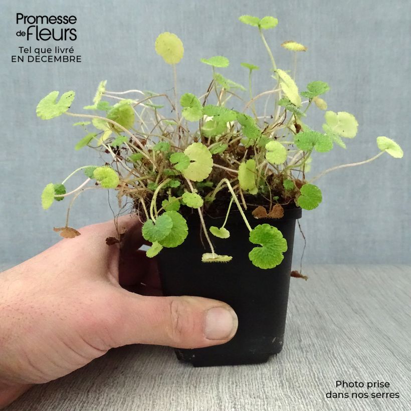 Amostra de Chrysosplenium alternifolium - Dorine à feuilles alternes, Cresson doré, Cresson de rocher Vaso de 7/8 cm tal como entregue no inverno