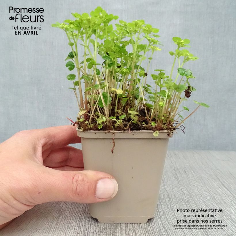 Amostra de Chrysosplenium alternifolium Vaso de 7/8 cm tal como entregue na primavera