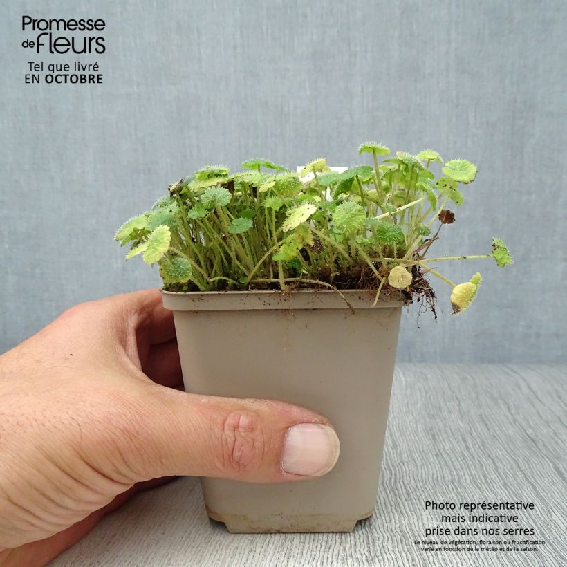 Amostra de Chrysosplenium alternifolium Vaso de 7/8 cm tal como entregue no outono