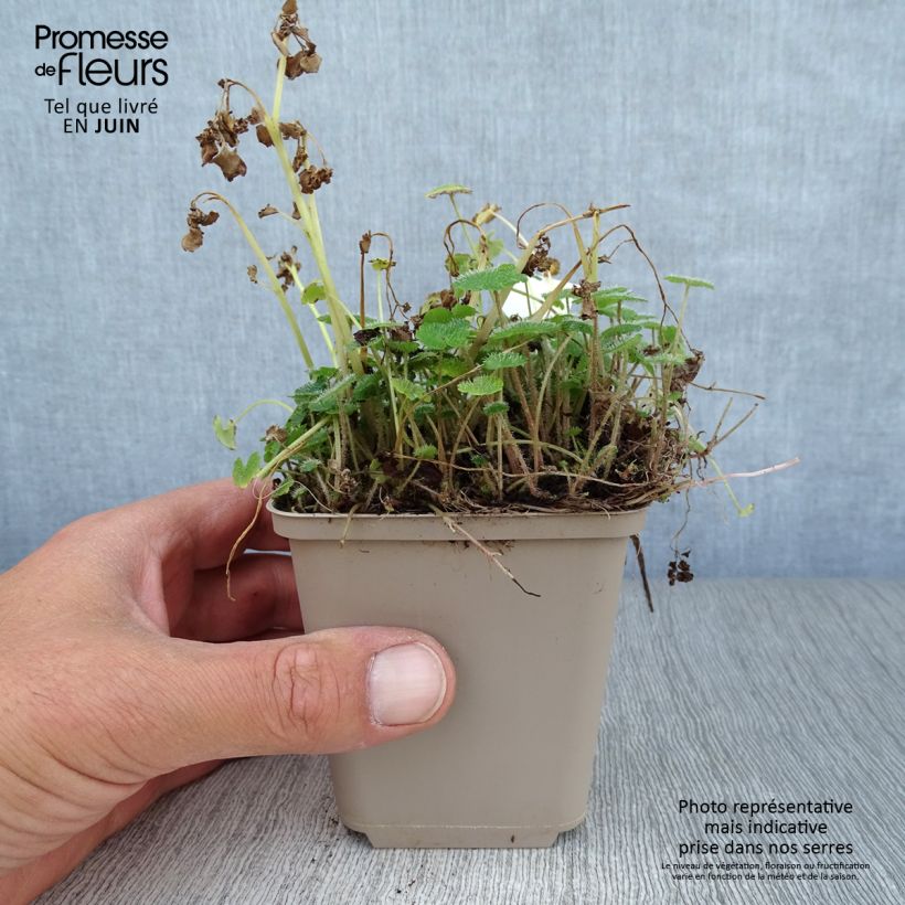 Amostra de Chrysosplenium alternifolium Vaso de 7/8 cm tal como entregue no verão