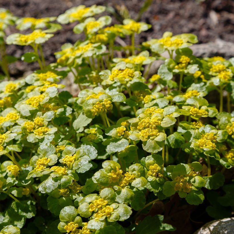 Chrysosplenium alternifolium (Hábito)