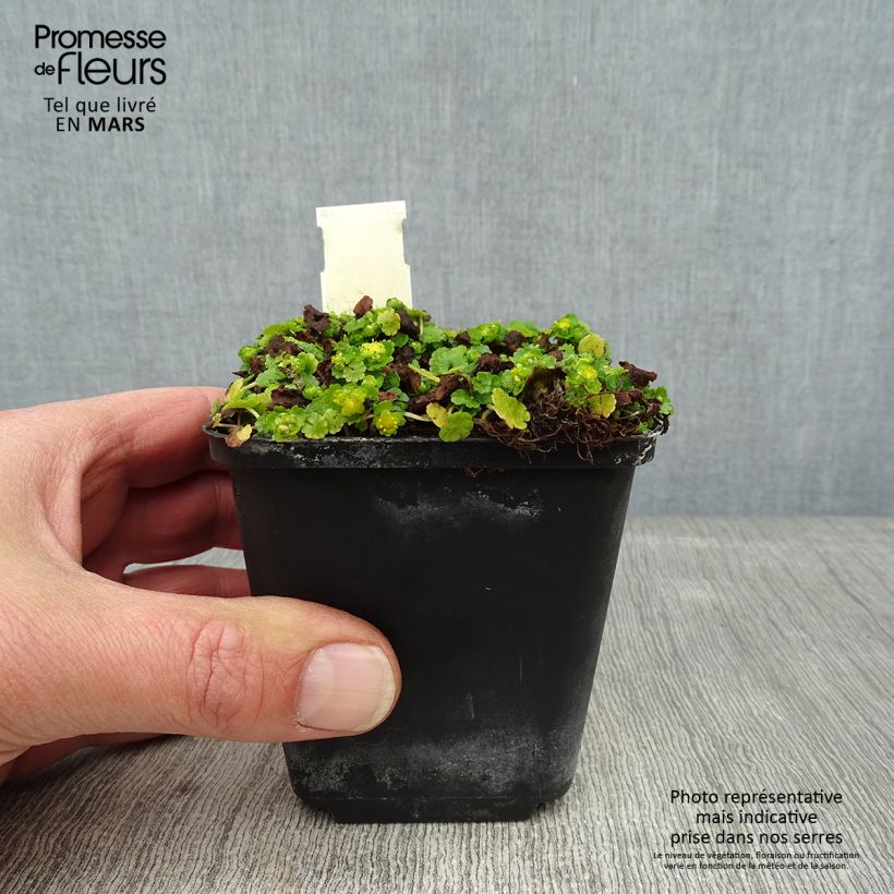 Amostra de Chrysosplenium davidianum - Dorine Vaso de 8/9 cm tal como entregue no inverno