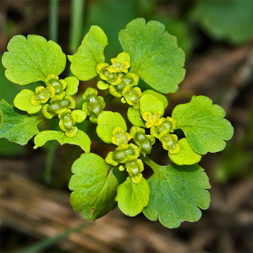 Chrysosplenium oppositifolium (Floração)