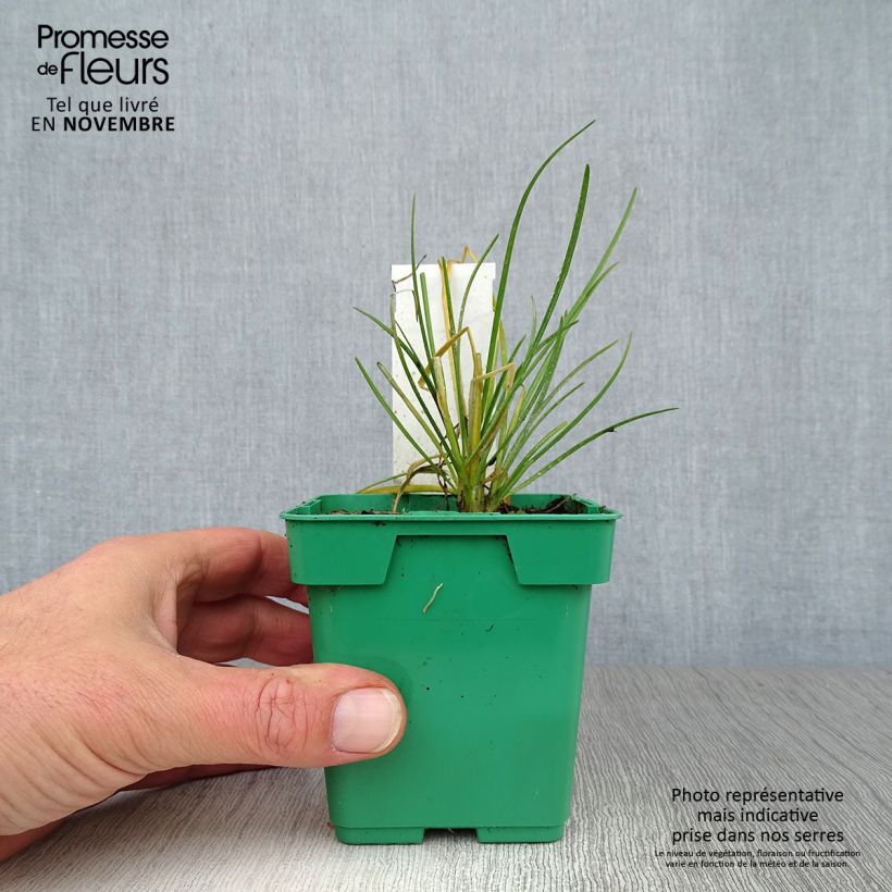 Amostra de Cebolinho Chinês plantas jovens Vaso de 8/9 cm tal como entregue no outono