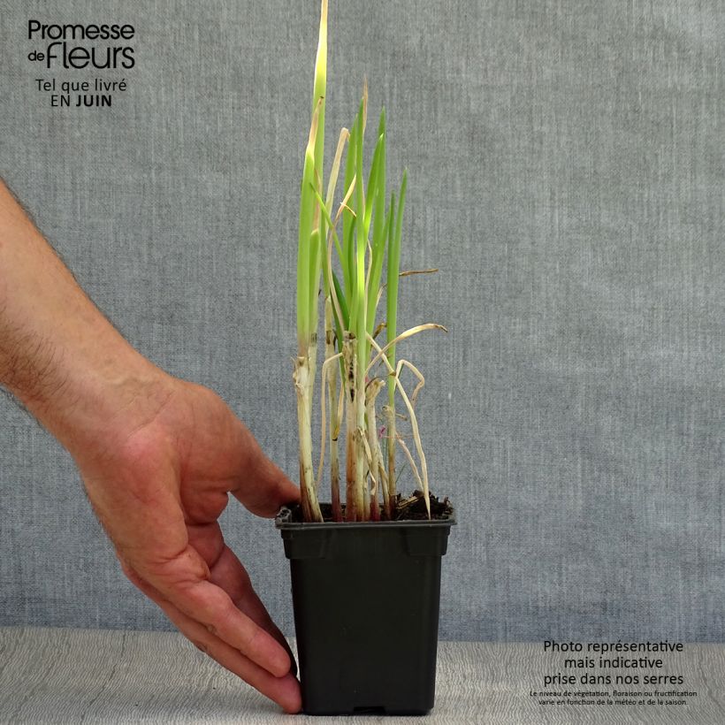 Amostra de Cebolinha biológico - Allium fistulosum Vaso de 7/8 cm tal como entregue no verão