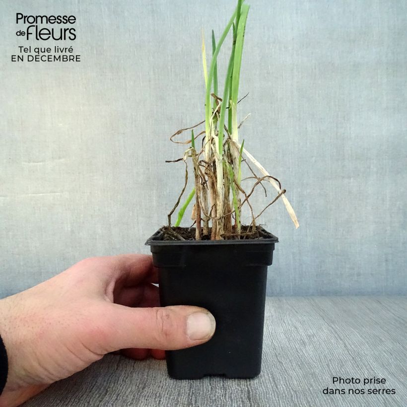 Amostra de Ciboule - Civette BIO Vaso de 7/8 cm tal como entregue no inverno