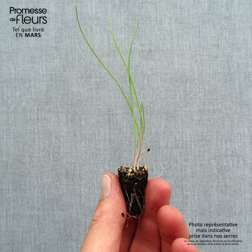 Amostra de Ciboule commune rouge en plants Mini-motte Ø 1,5/2,5 cm tal como entregue na primavera