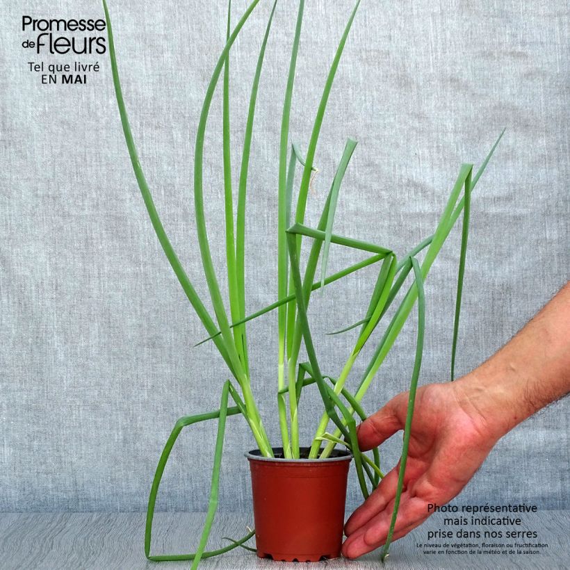 Amostra de Ciboule commune rouge en plants Pot de 10 cm/11cm tal como entregue na primavera