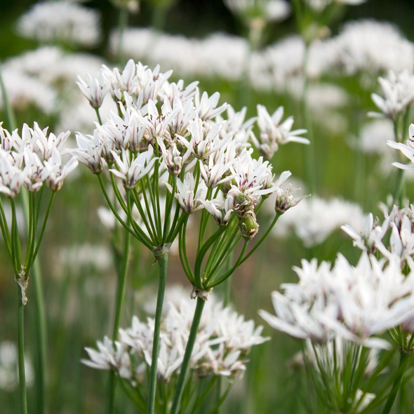 Allium ramosum (Floração)