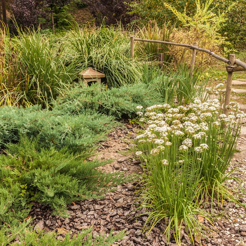 Allium ramosum (Hábito)