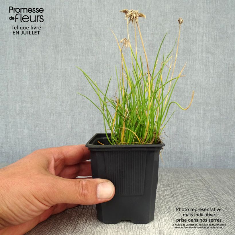 Amostra de Allium schoenoprasum Corsican White Vaso de 8/9 cm tal como entregue no verão