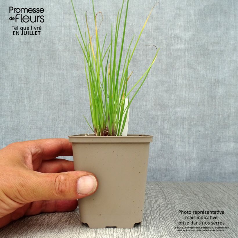 Amostra de Allium schoenoprasum Rising Star Vaso de 8/9 cm tal como entregue no verão