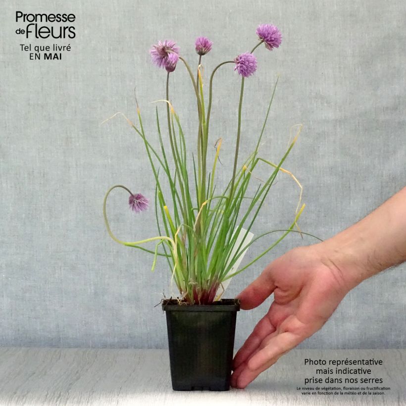 Amostra de Allium schoenoprasum Rising Star Vaso de 8/9 cm tal como entregue na primavera