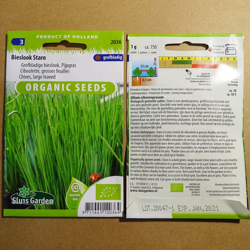 Exemplo de amostra de Ciboulette Staro à grosses feuilles Bio die Tüte mit 750 Samen (1g) tal como entregue