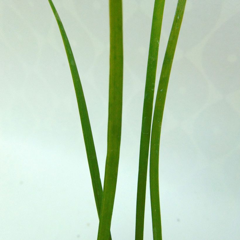 Cebolinho-chinês - Allium tuberosum (Folhagem)