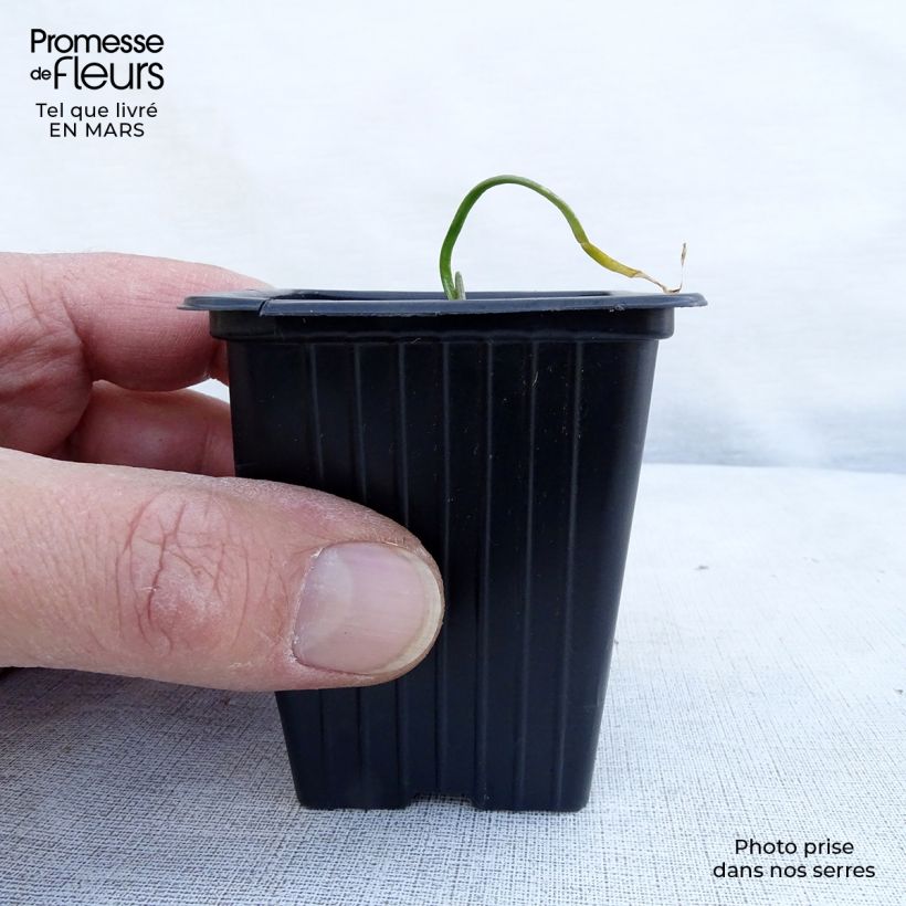 Amostra de Cebolinho-chinês - Allium tuberosum Vaso de 7/8 cm tal como entregue na primavera