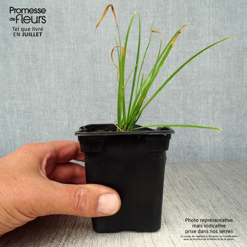 Amostra de Cebolinho-chinês - Allium tuberosum Vaso de 7/8 cm tal como entregue no verão
