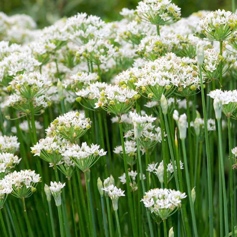 Cebolinho Chinês Allium tuberosum Bio (Floração)