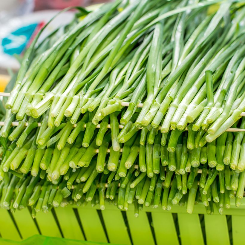 Cebolinho Chinês Allium tuberosum Bio (Colheita)