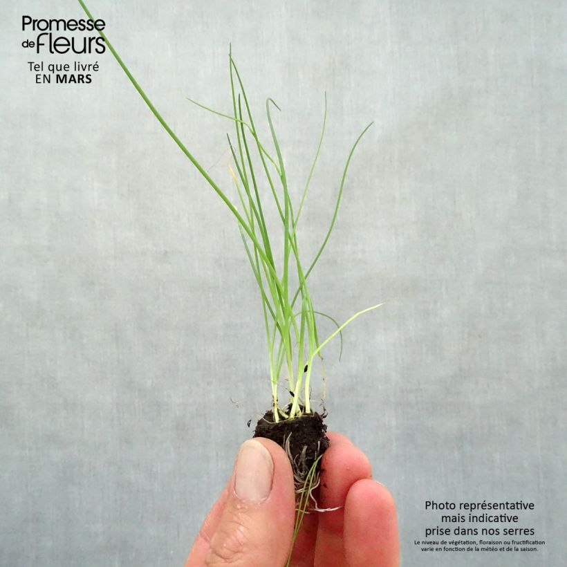 Amostra de Ciboulette fine en plants Mini-motte Ø 3/4 cm tal como entregue na primavera