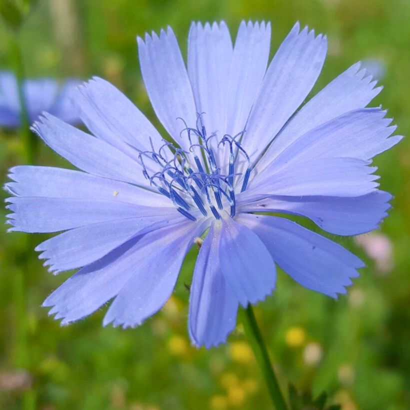 Cichorium intybus - Chicória-selvagem (Floração)