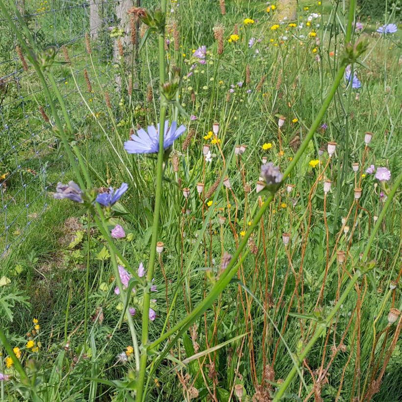 Cichorium intybus - Chicória-selvagem (Hábito)