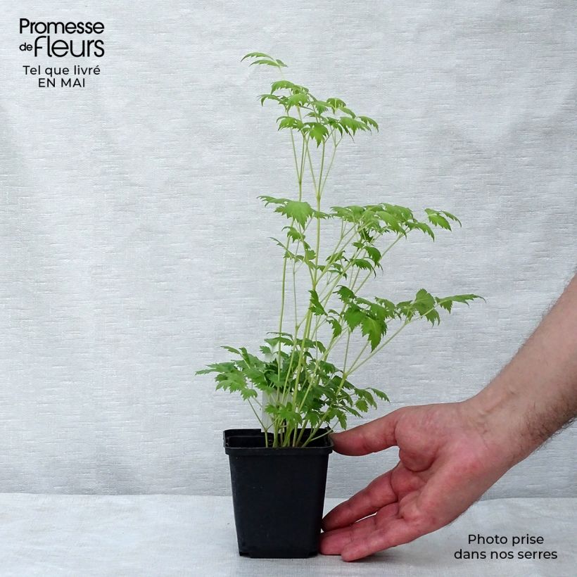 Amostra de Actaea matsumurae White Pearl Vaso de 8/9 cm tal como entregue na primavera