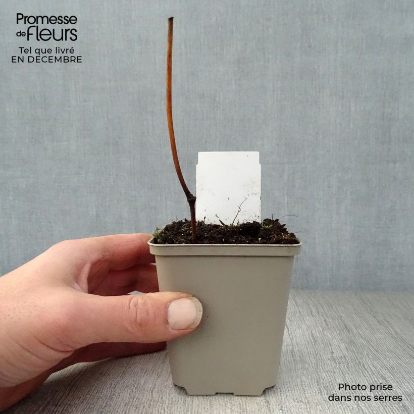 Amostra de Cierge d'argent, Cimicifuga, Actaea matsumurae White Pearl Vaso de 8/9 cm tal como entregue no inverno