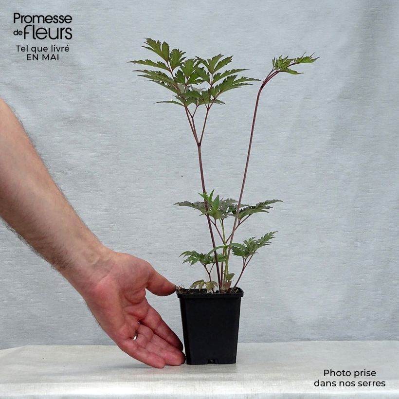 Amostra de Actaea simplex Atropurpurea Vaso de 8/9 cm tal como entregue na primavera