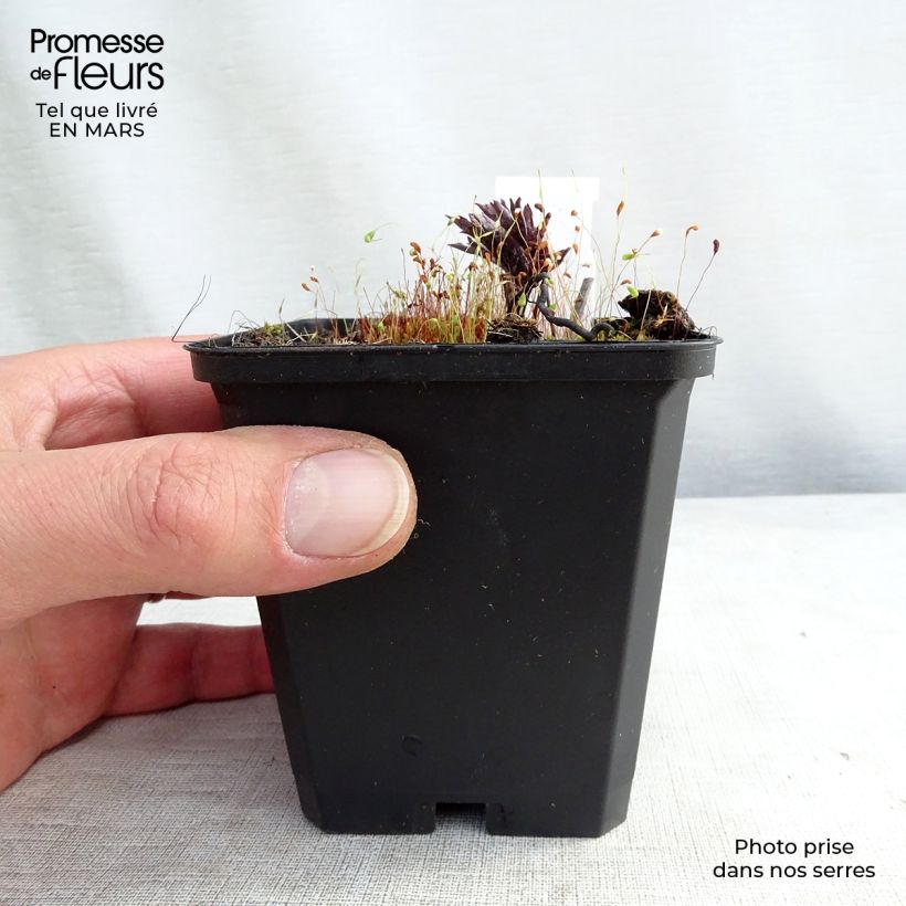 Amostra de Actaea simplex Brunette Vaso de 8/9 cm tal como entregue na primavera