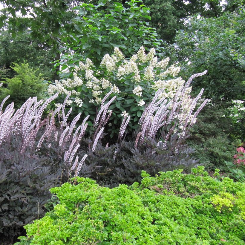 Actaea simplex Brunette (Hábito)
