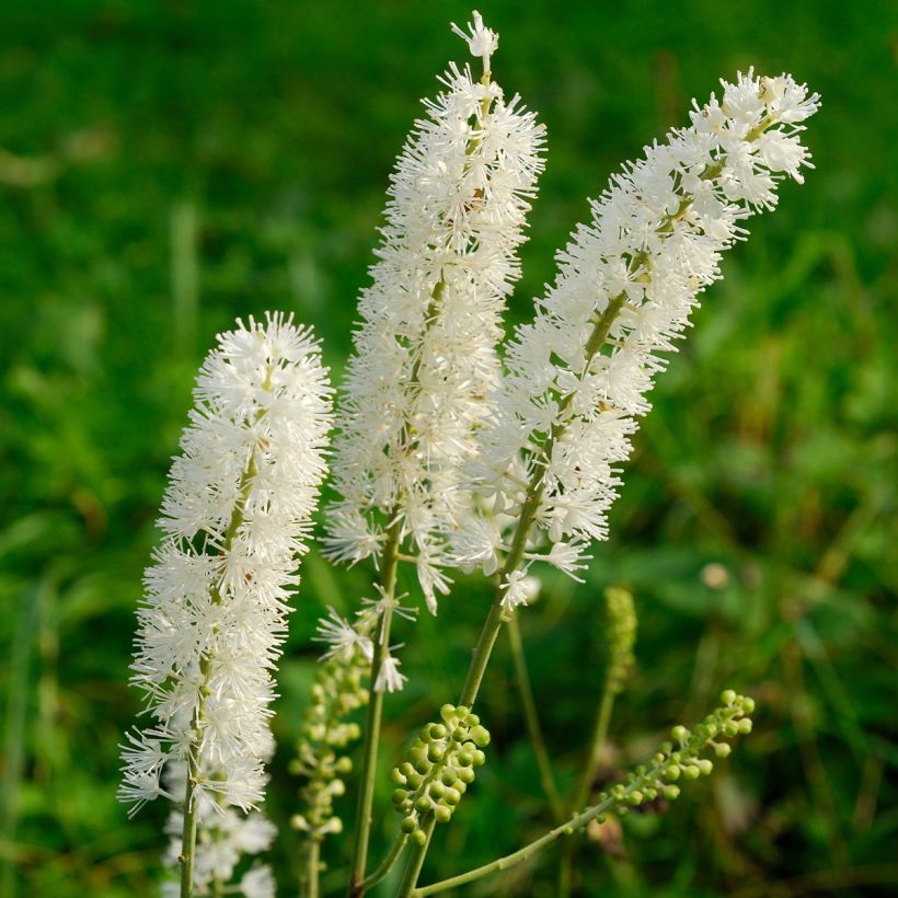 Actaea arizonica (Floração)