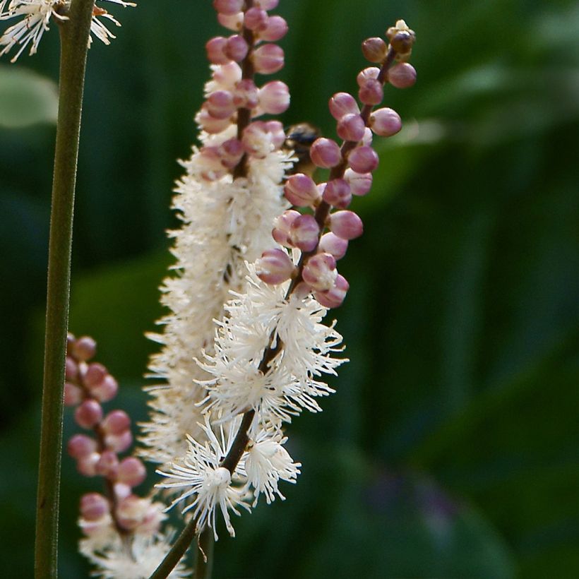 Actaea japonica (Floração)