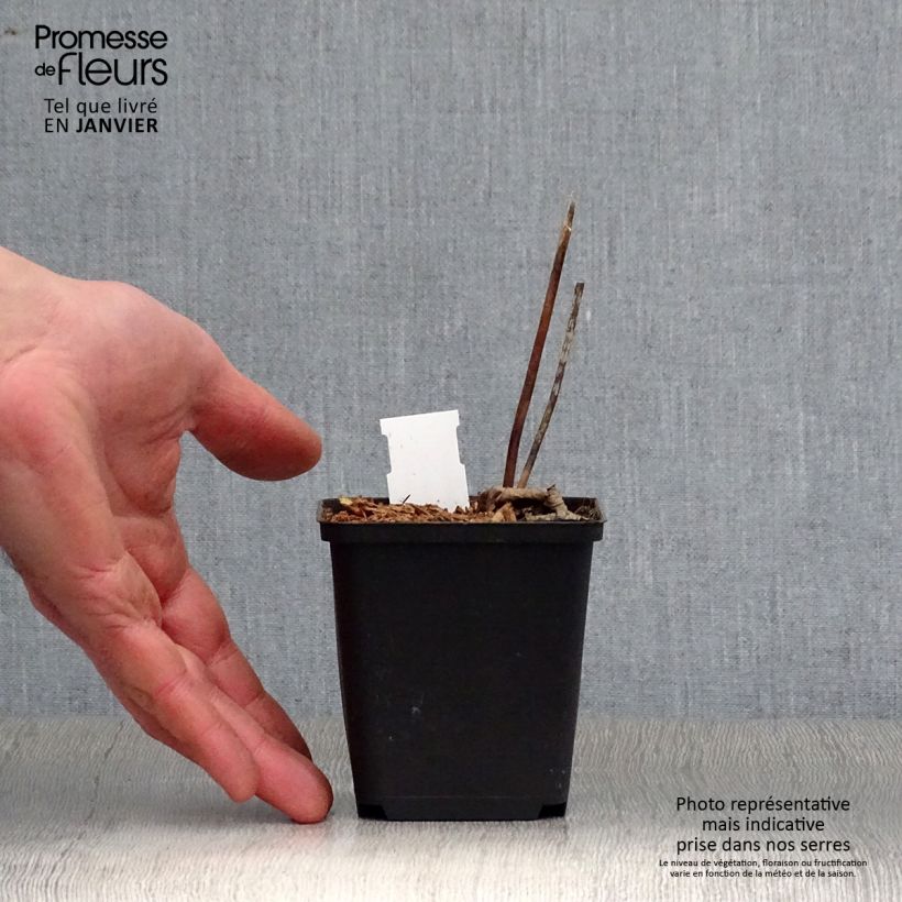 Amostra de Cierge d'argent - Cimicifuga ou Actaea biternata Godet de 8/9 cm tal como entregue no inverno