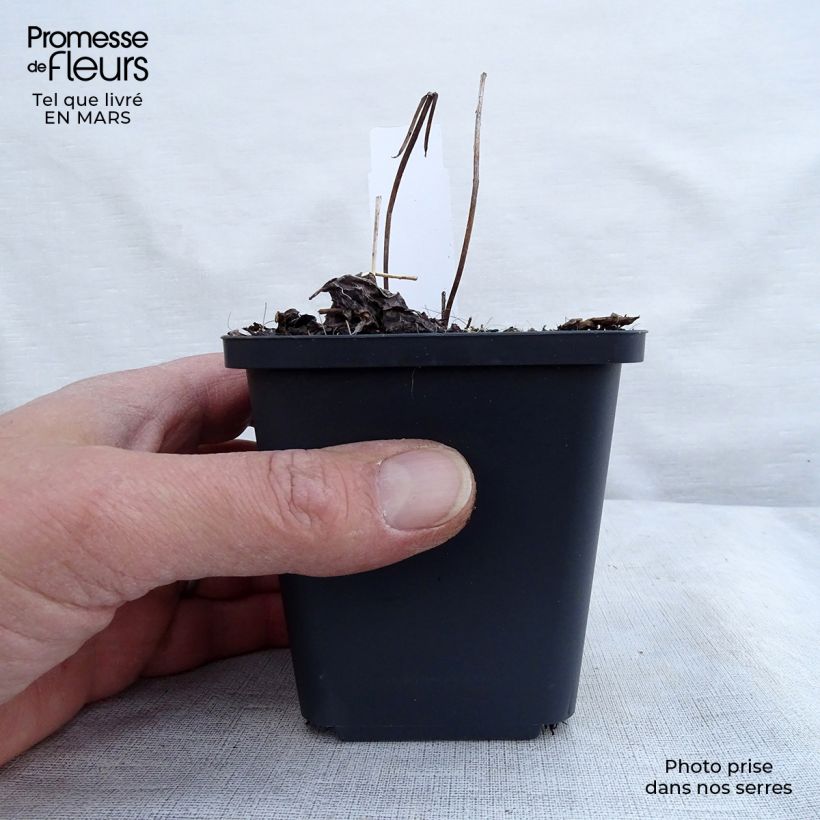 Amostra de Actaea simplex Pink Spike Vaso de 8/9 cm tal como entregue na primavera