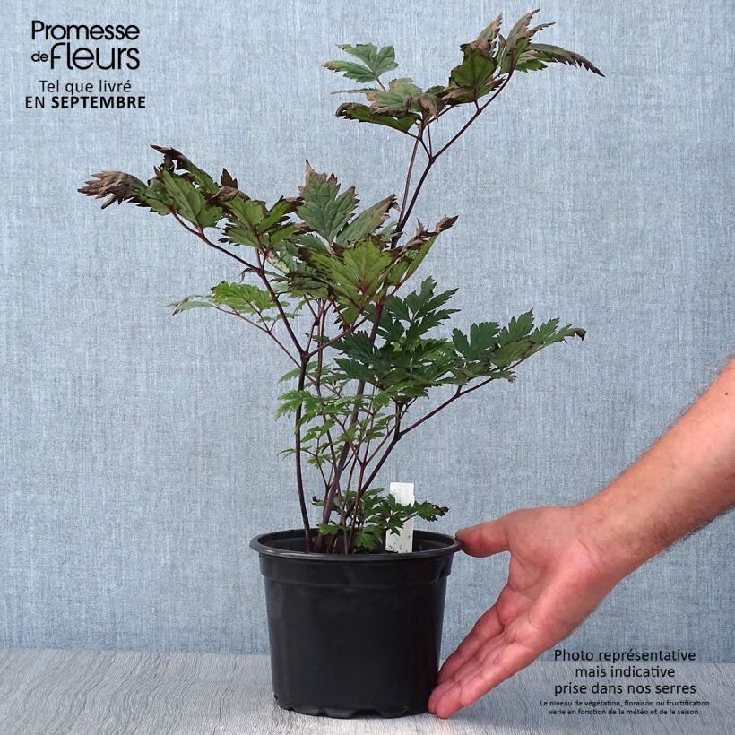 Amostra de Actaea simplex Atropurpurea Vaso de 2 L/3 L tal como entregue no outono