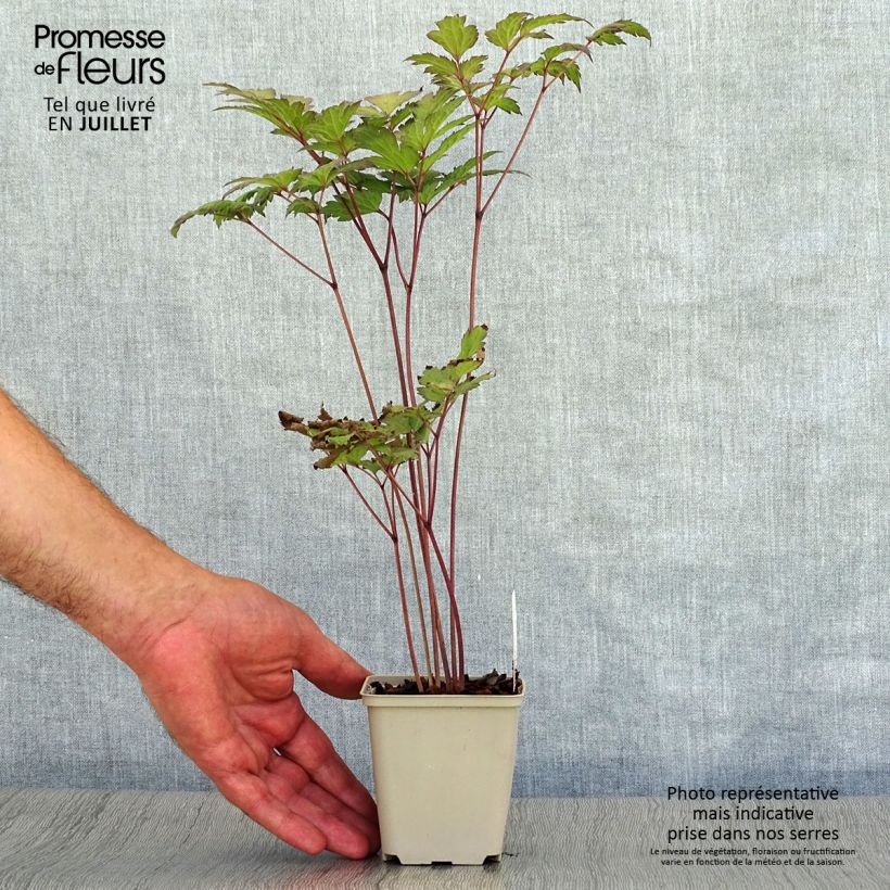 Amostra de Actaea simplex Atropurpurea Vaso de 8/9 cm tal como entregue no verão