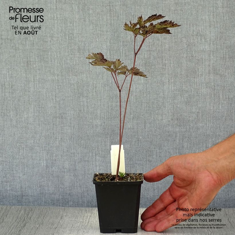 Amostra de Actaea simplex Brunette Vaso de 8/9 cm tal como entregue no verão