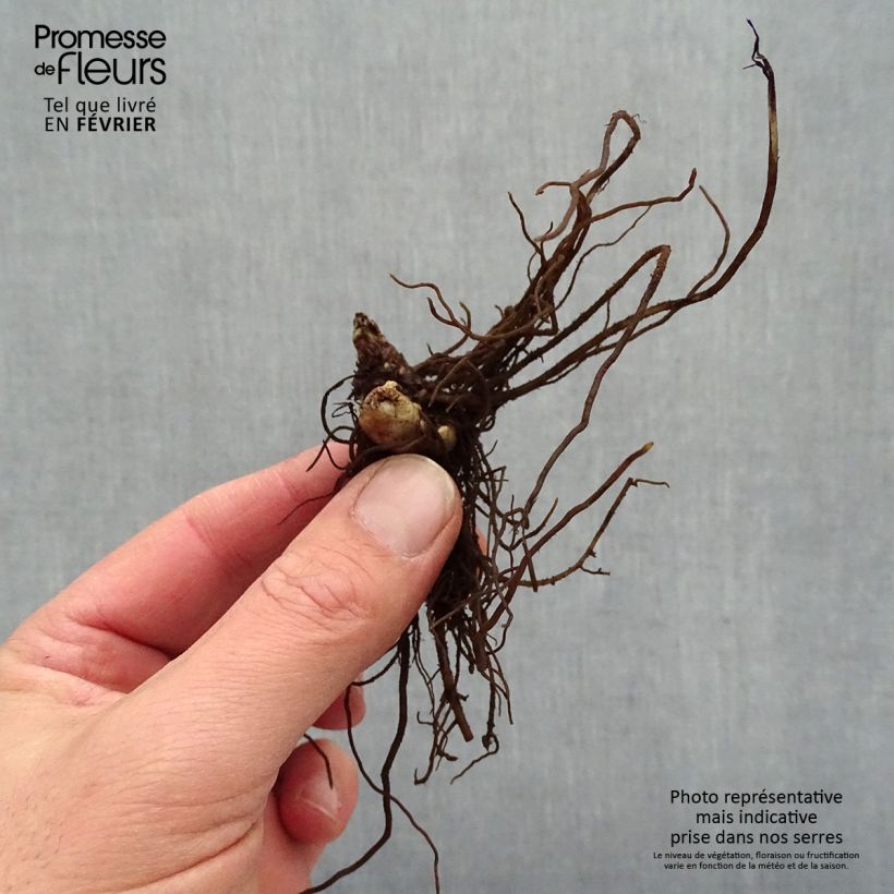 Amostra de Actaea simplex Chocoholic Raízes nuas tal como entregue no inverno