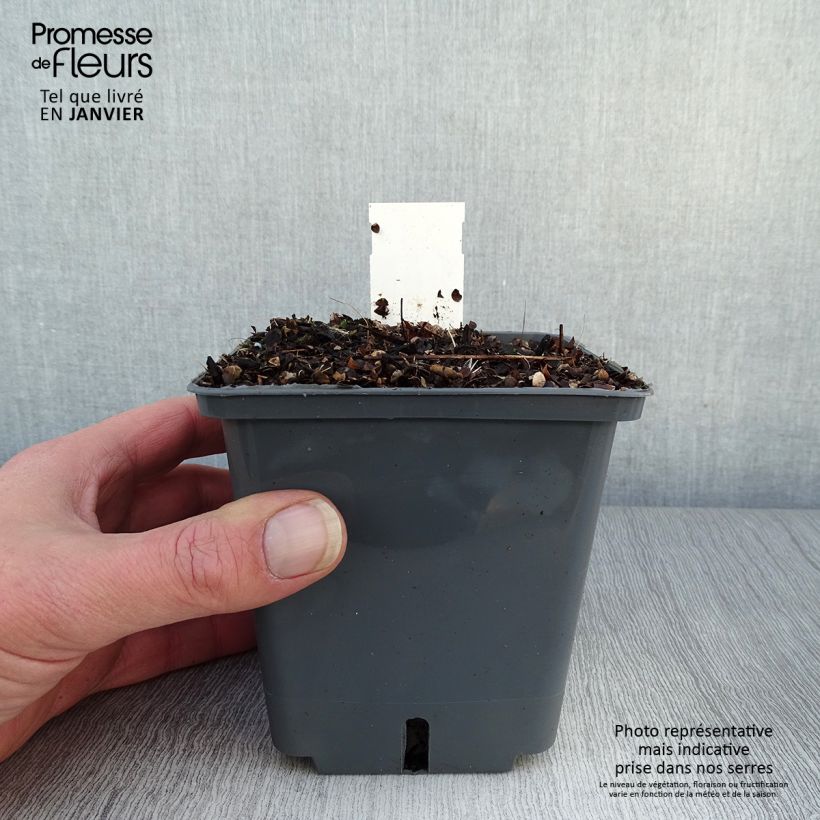 Amostra de Actaea Black Negligee Vaso de 1 L/1,5 L tal como entregue no inverno