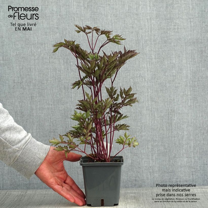 Amostra de Actaea Black Negligee Vaso de 1 L/1,5 L tal como entregue na primavera