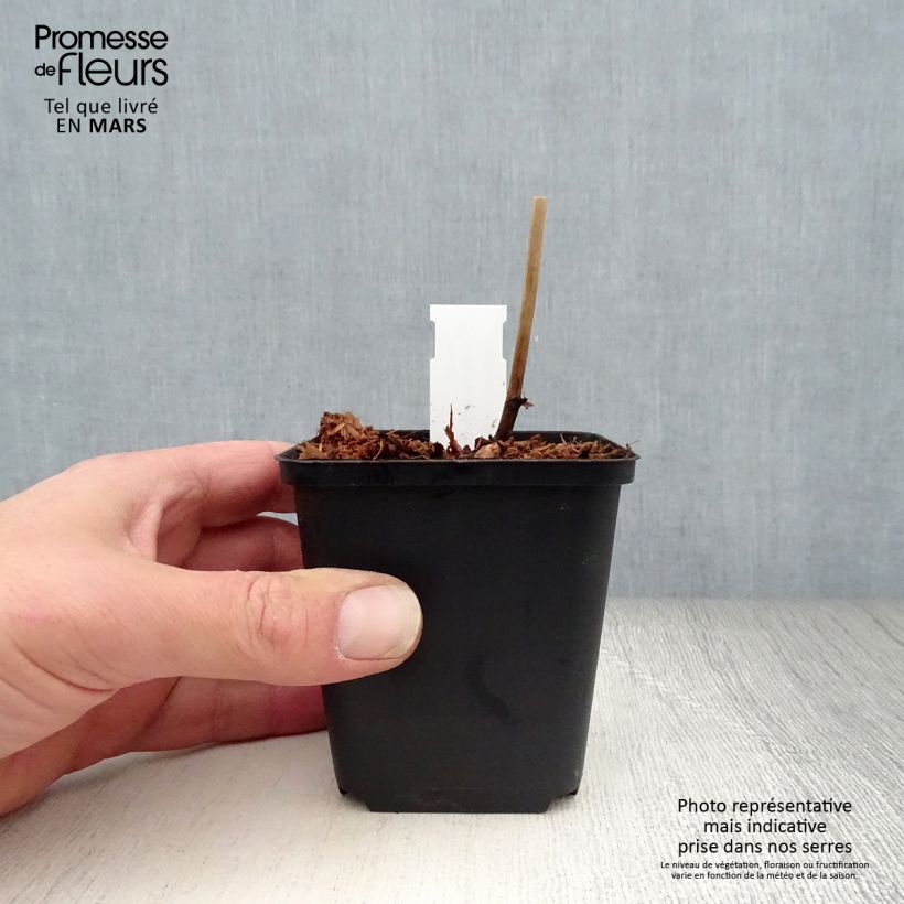 Amostra de Actaea biternata Vaso de 8/9 cm tal como entregue na primavera