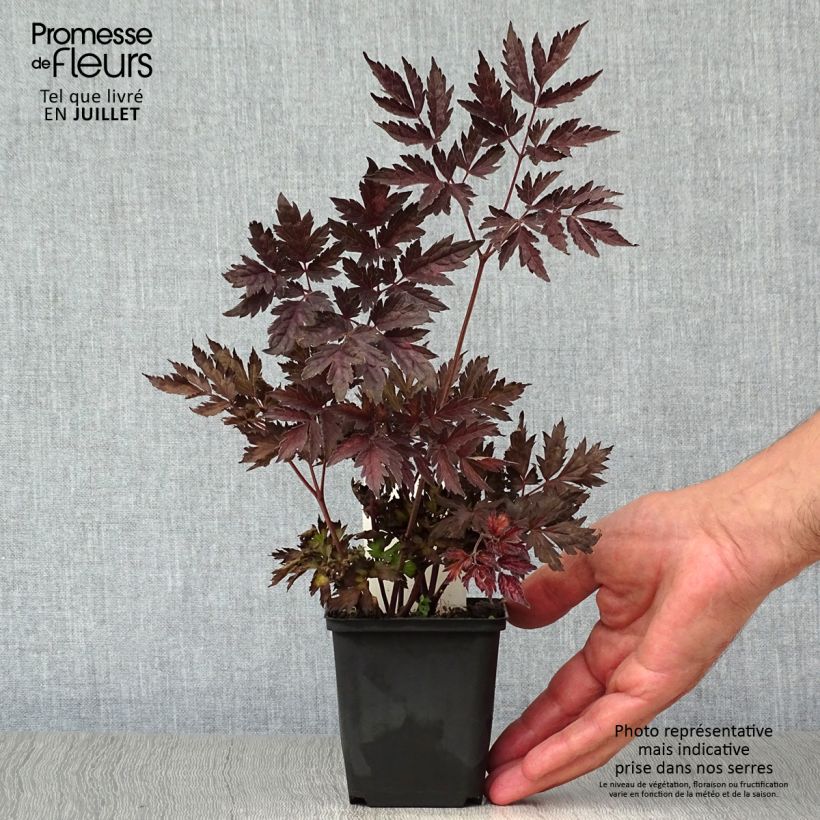 Amostra de Actaea simplex Pink Spike Vaso de 8/9 cm tal como entregue no verão
