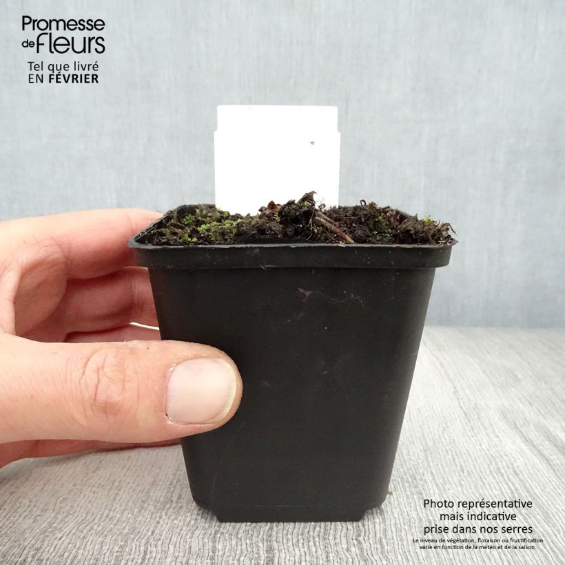 Amostra de Actaea simplex Pink Spike Vaso de 8/9 cm tal como entregue no inverno