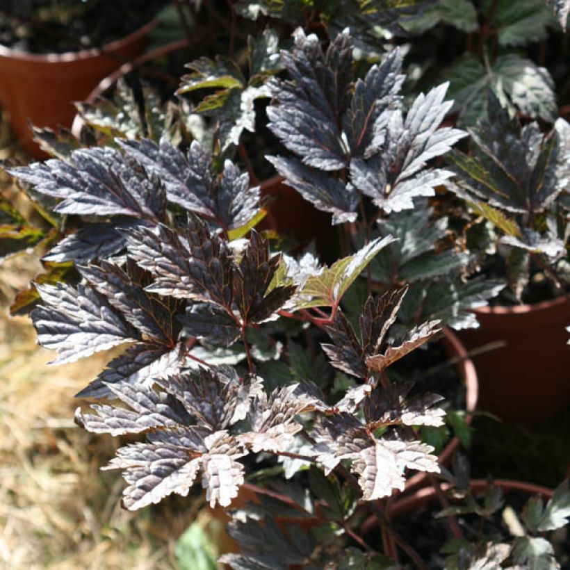 Actaea simplex Brunette (Folhagem)