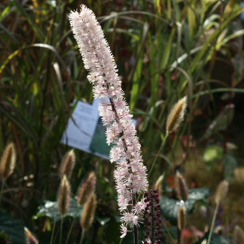 Actaea simplex Brunette (Floração)