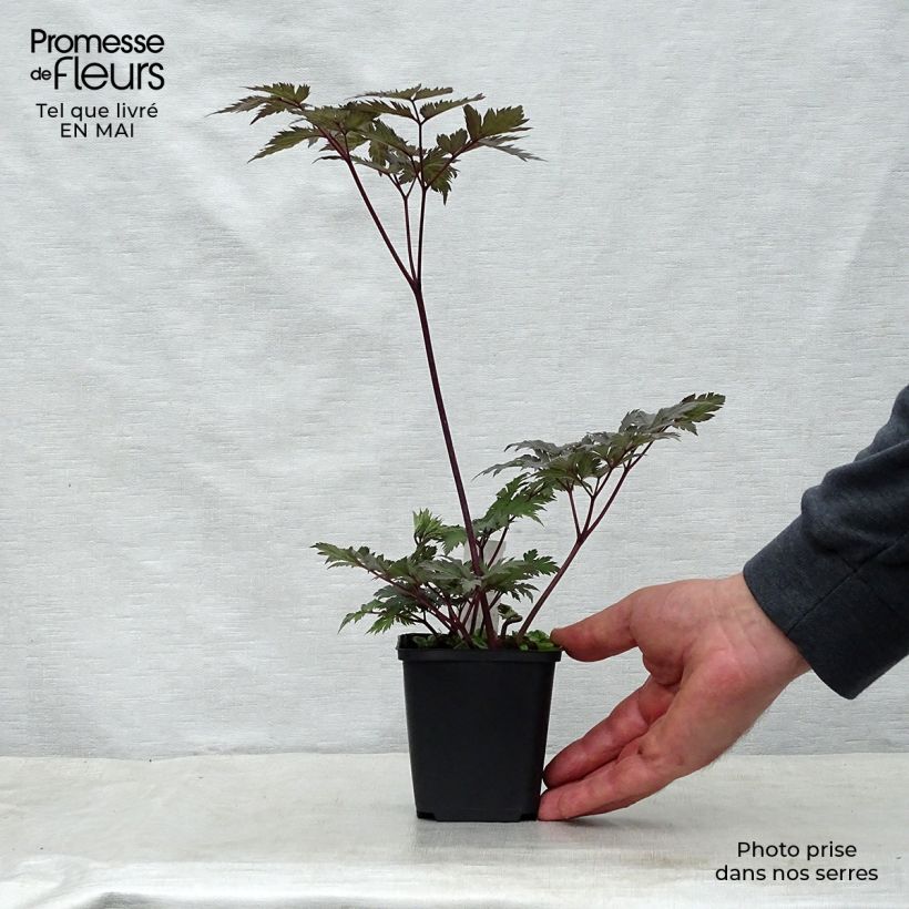 Amostra de Actaea simplex Carbonella Vaso de 8/9 cm tal como entregue na primavera