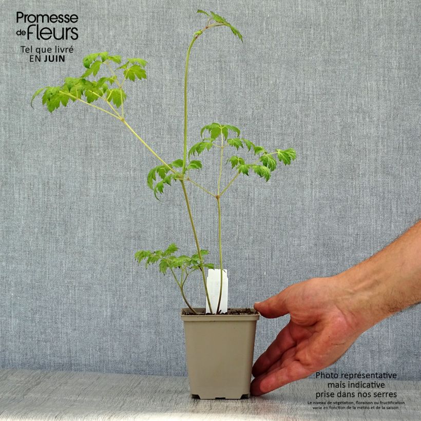 Amostra de Actaea simplex Carbonella Vaso de 8/9 cm tal como entregue no verão
