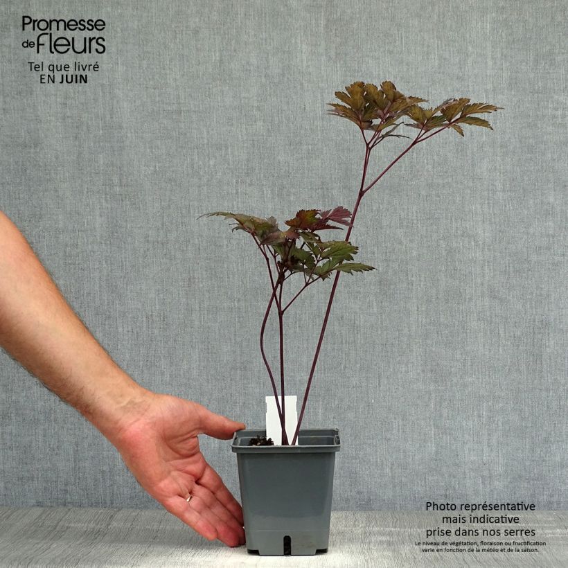 Amostra de Actaea simplex Carbonella Vaso de 1 L/1,5 L tal como entregue no verão
