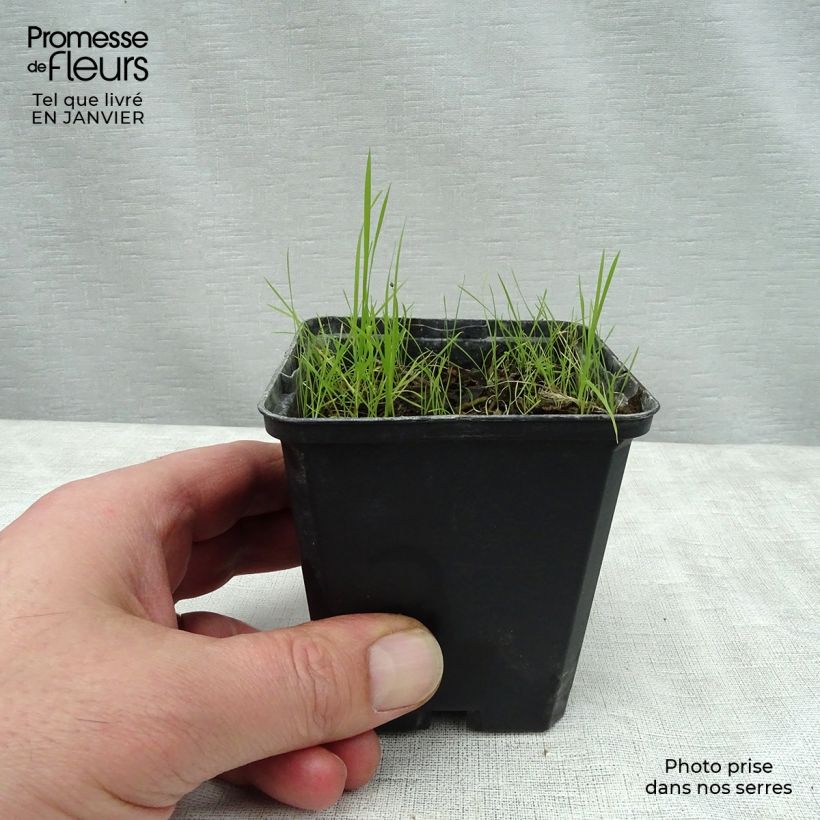 Amostra de Cimicifuga James Compton - Actaea simplex Vaso de 8/9 cm tal como entregue no inverno